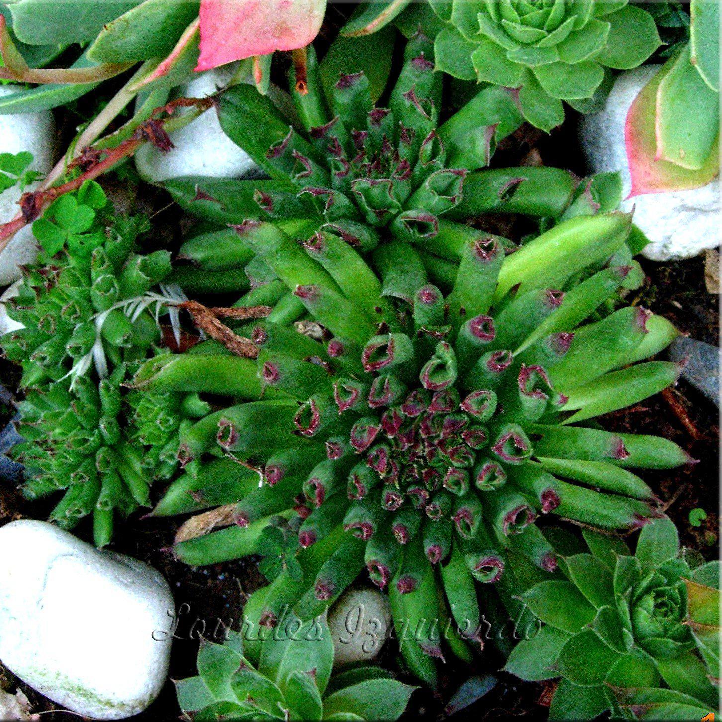 Sempervivum tectorum ‘Oddity’ ~ Oddity Hens and Chicks, houseleek - Delivered By ServeScape