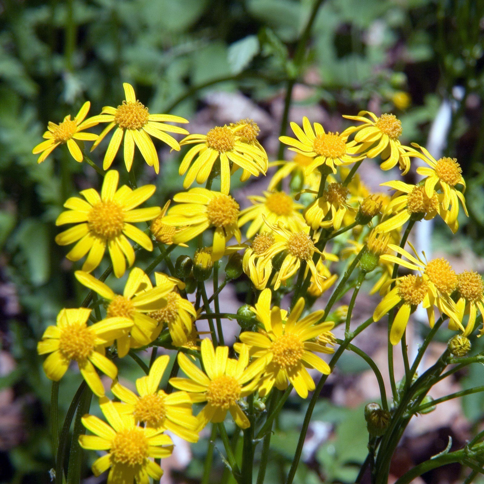 Senecio aureus ~ Golden Ragwort - Delivered By ServeScape