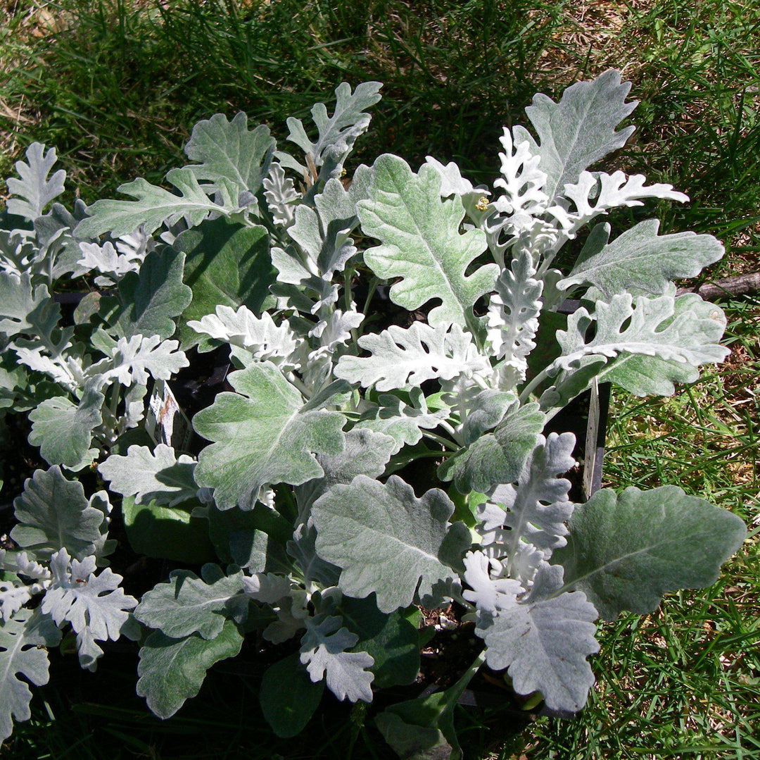 Senecio cineraria 'New Look' ~ New Look® Dusty Miler-ServeScape