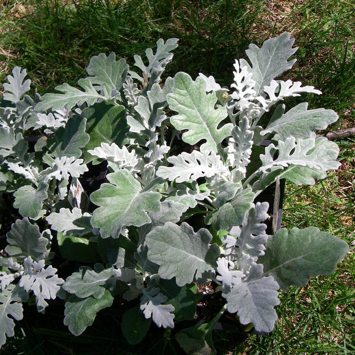 Senecio cineraria 'New Look' ~ New Look® Dusty Miler-ServeScape