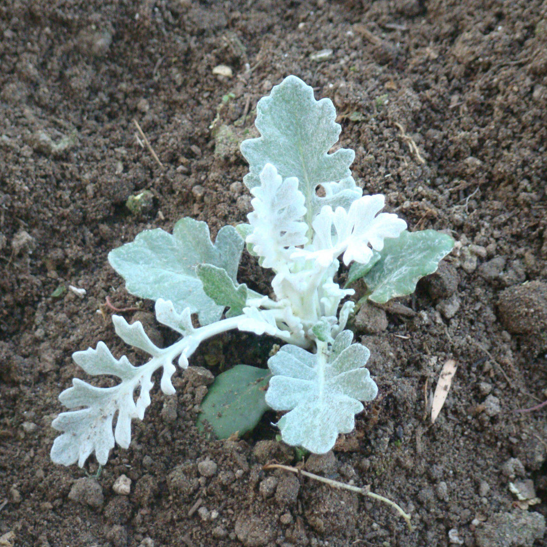 Senecio cineraria 'New Look' ~ New Look® Dusty Miler-ServeScape