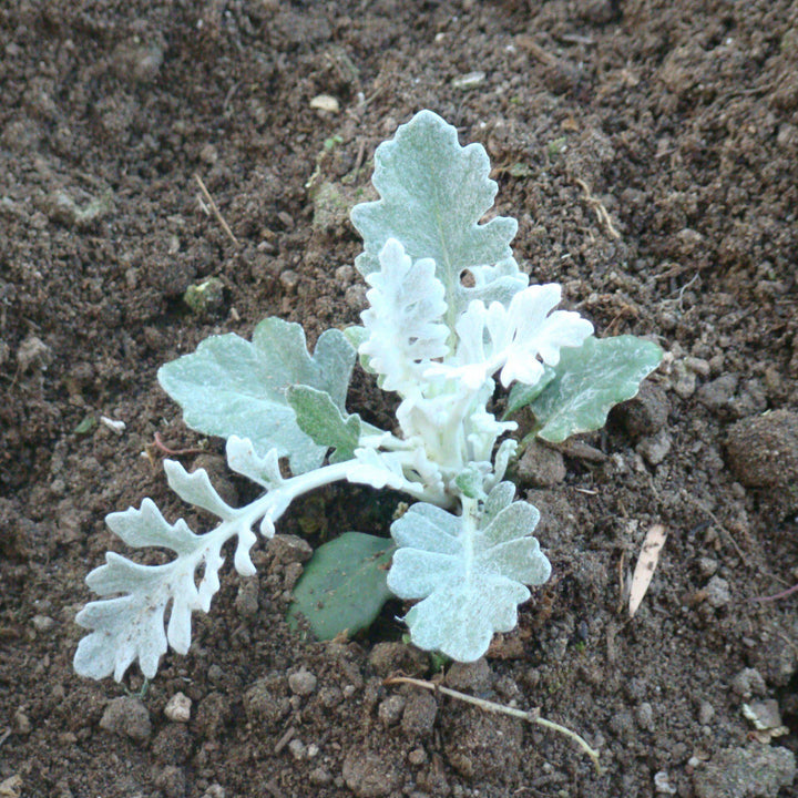 Senecio cineraria 'New Look' ~ New Look® Dusty Miler-ServeScape