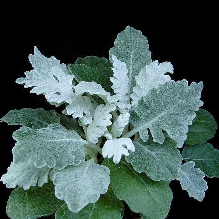 Senecio cineraria 'New Look' ~ New Look® Dusty Miler-ServeScape