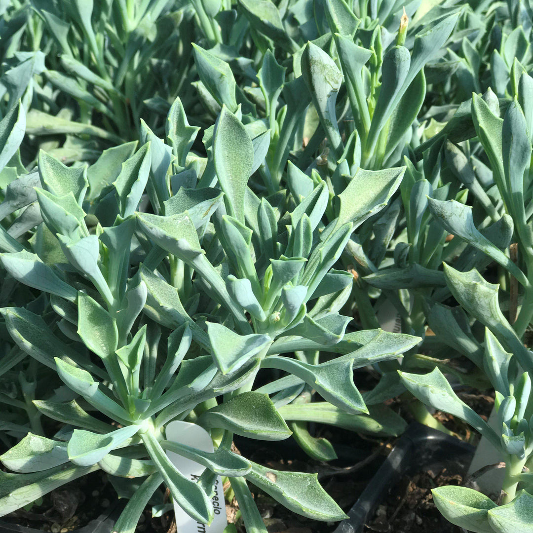 Senecio kleiniiformis ~ Spear Head - Delivered By ServeScape
