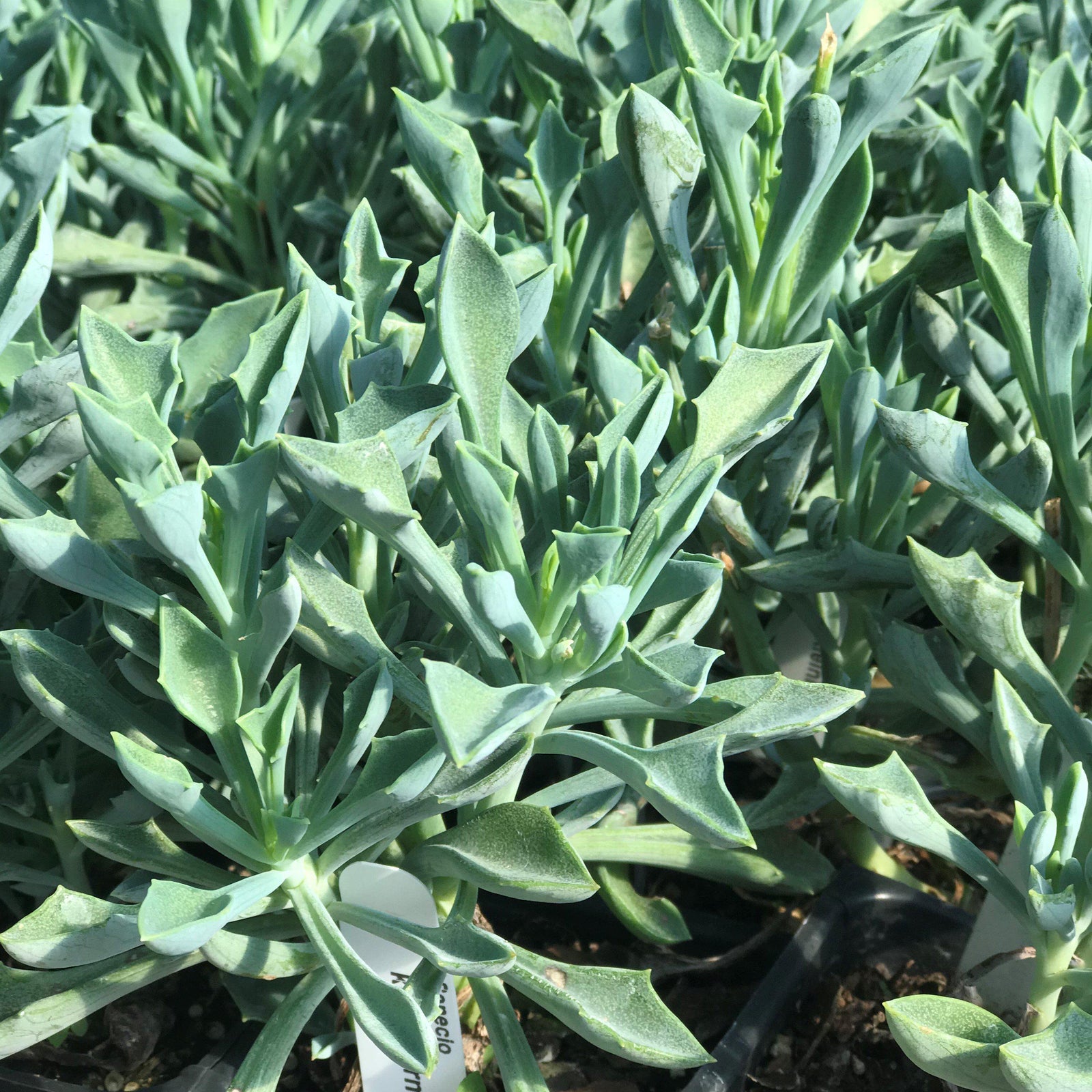 Senecio kleiniiformis ~ Spear Head - Delivered By ServeScape