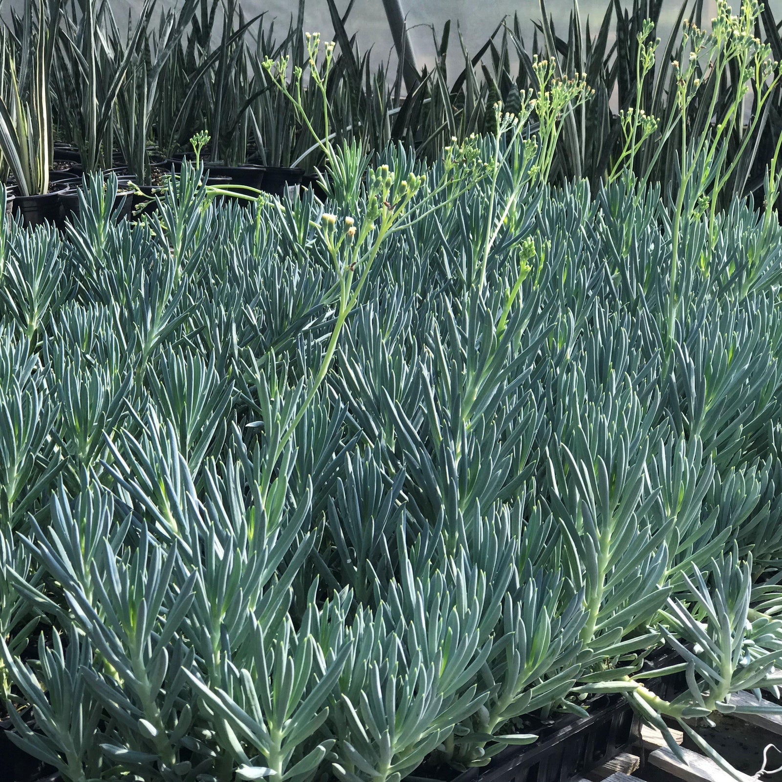 Senecio mandraliscae ~ Blue Chalksticks - Delivered By ServeScape