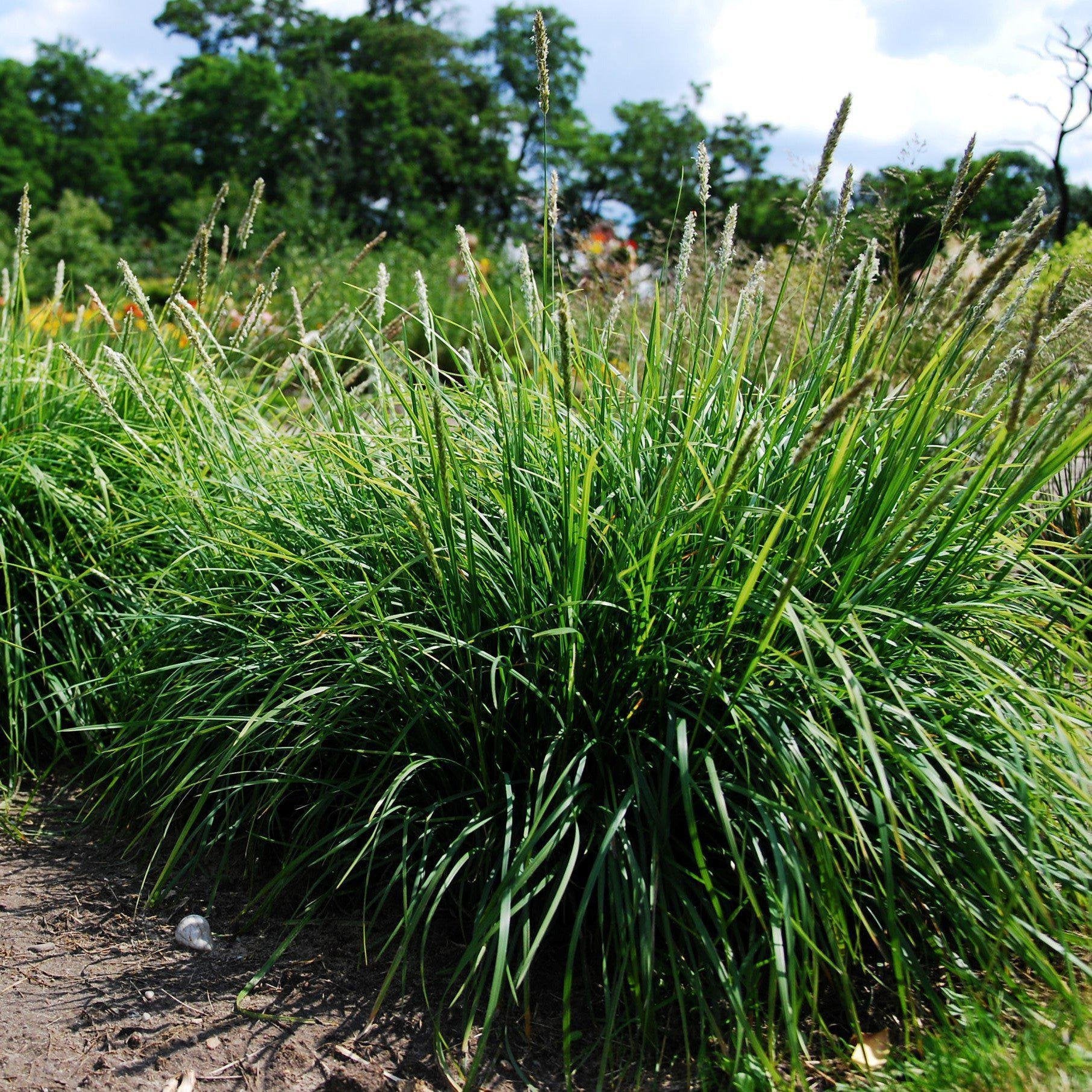 Autumn Moor Grass Sesleria Autumnalis ServeScape Autumn Moor Grass Sesleria Autumnalis ServeScape