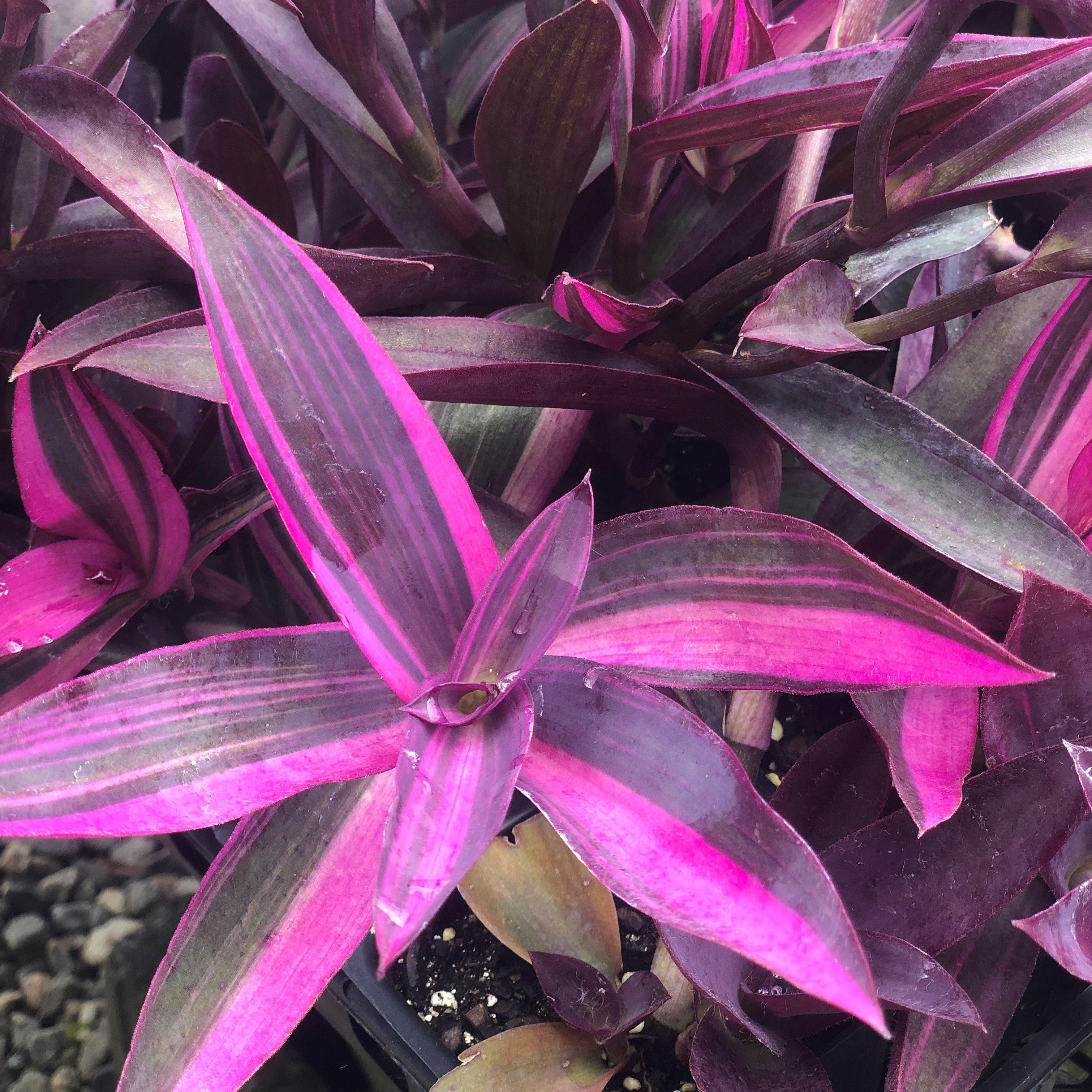 5+ Pink Spiderwort Plant Pink Stripe Spiderwort - Setcreasea pallida 'Pink Stripe' – ServeScape
