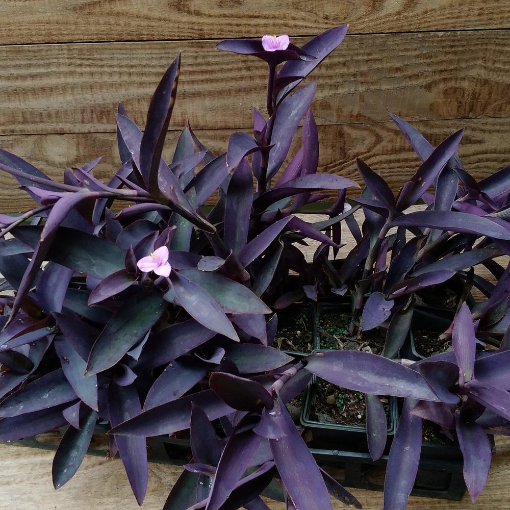 Setcreasea pallida 'Purple Queen' ~ Purple Queen Spiderwort-ServeScape
