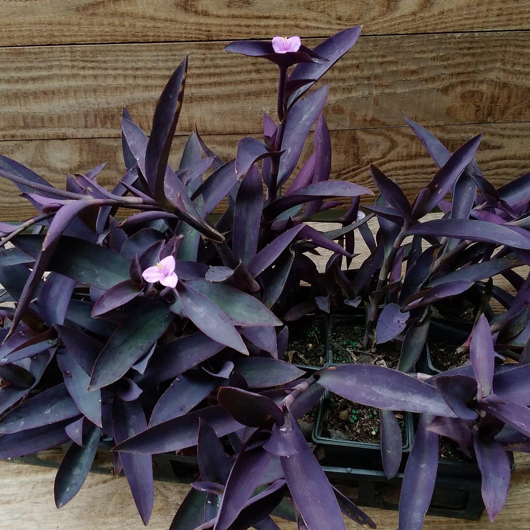 Setcreasea pallida 'Purple Queen' ~ Purple Queen Spiderwort-ServeScape