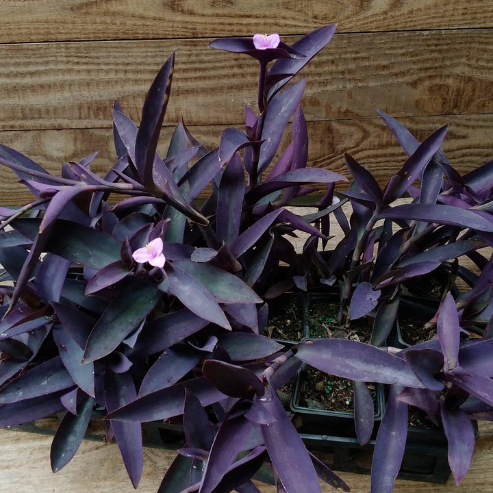 Setcreasea pallida 'Purple Queen' ~ Purple Queen Spiderwort-ServeScape