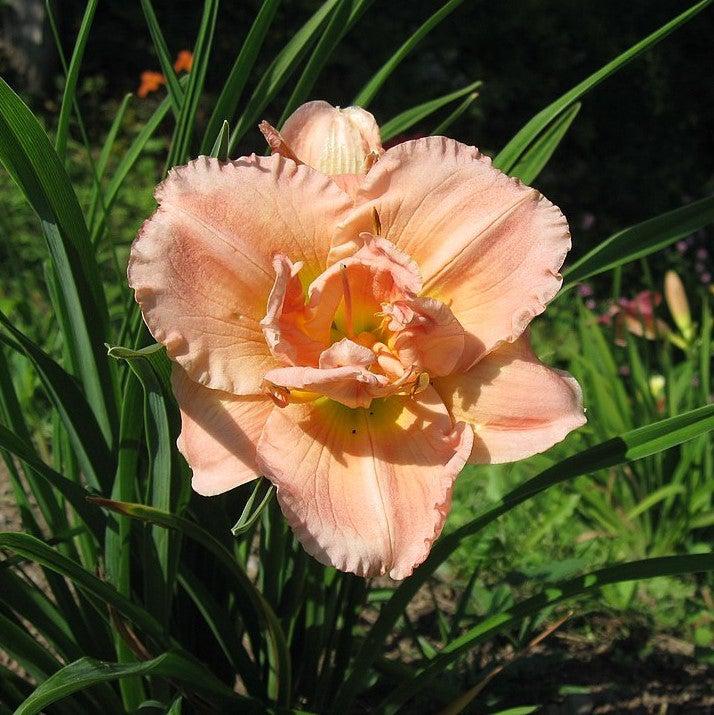 Hemerocallis 'Siloam Double Classic' ~ Siloam Double Classic Daylily-ServeScape
