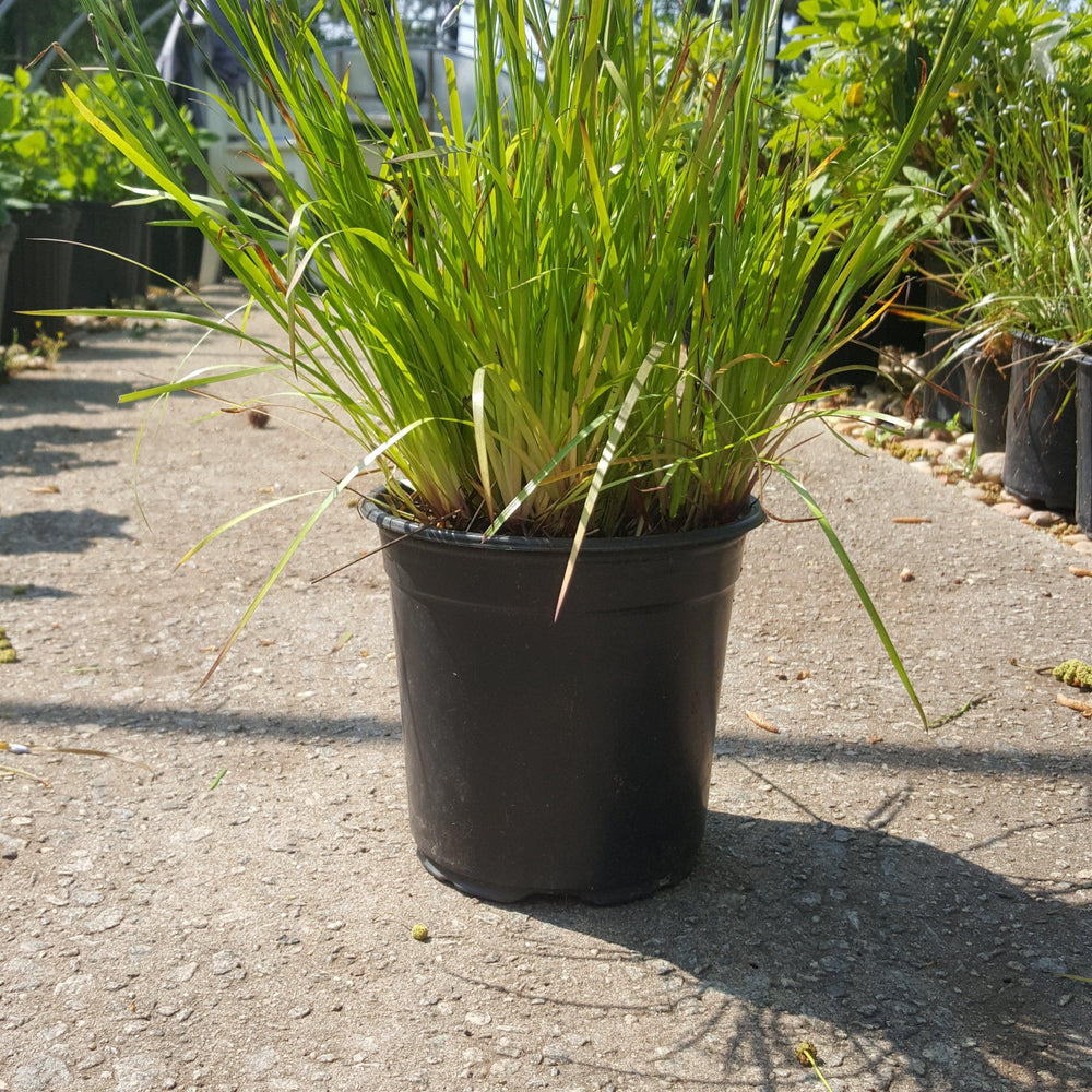 Sisyrinchium angustifolium 'Blue Note' ~ Blue Note Blue-Eyed Grass - Delivered By ServeScape