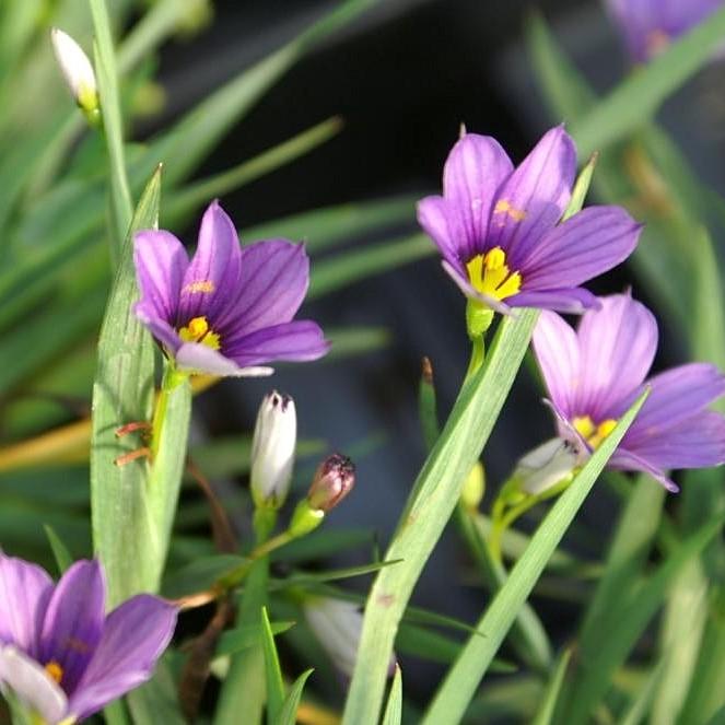 Sisyrinchium angustifolium 'Lucerne' ~ Lucerne Blue-Eyed Grass-ServeScape