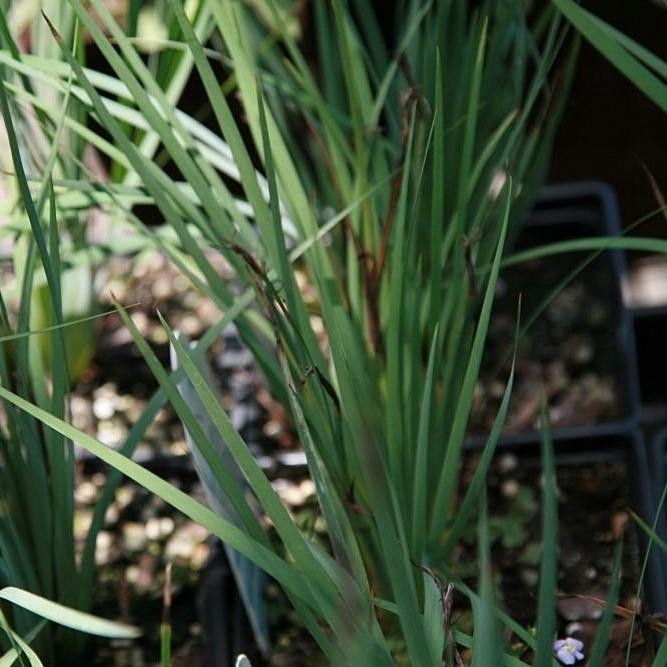 Sisyrinchium angustifolium 'Lucerne' ~ Lucerne Blue-Eyed Grass-ServeScape