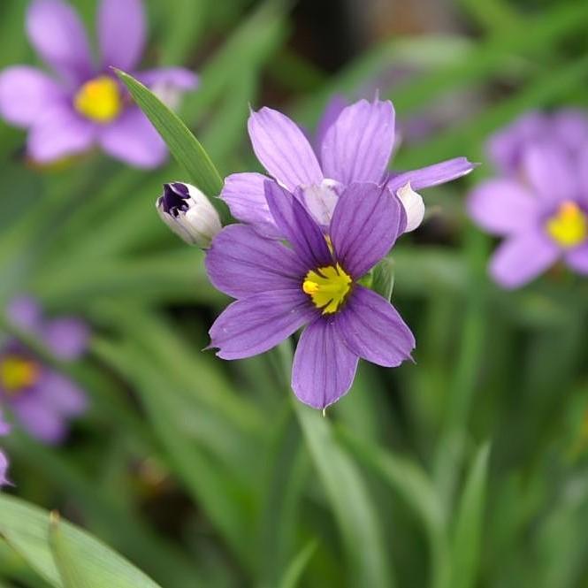 Sisyrinchium angustifolium 'Lucerne' ~ Lucerne Blue-Eyed Grass-ServeScape