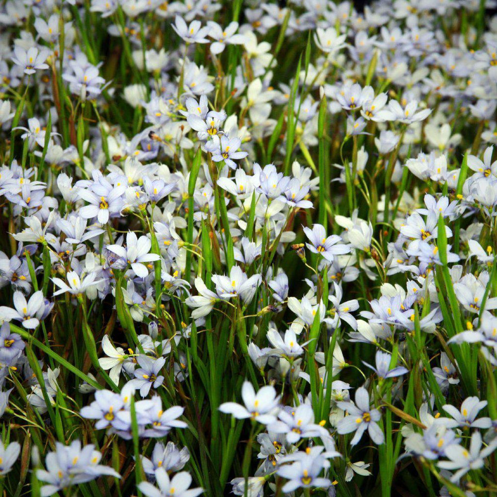 Sisyrinchium angustifolium 'Suwannee' ~ 'Suwannee' Blue-Eyed Grass - Delivered By ServeScape