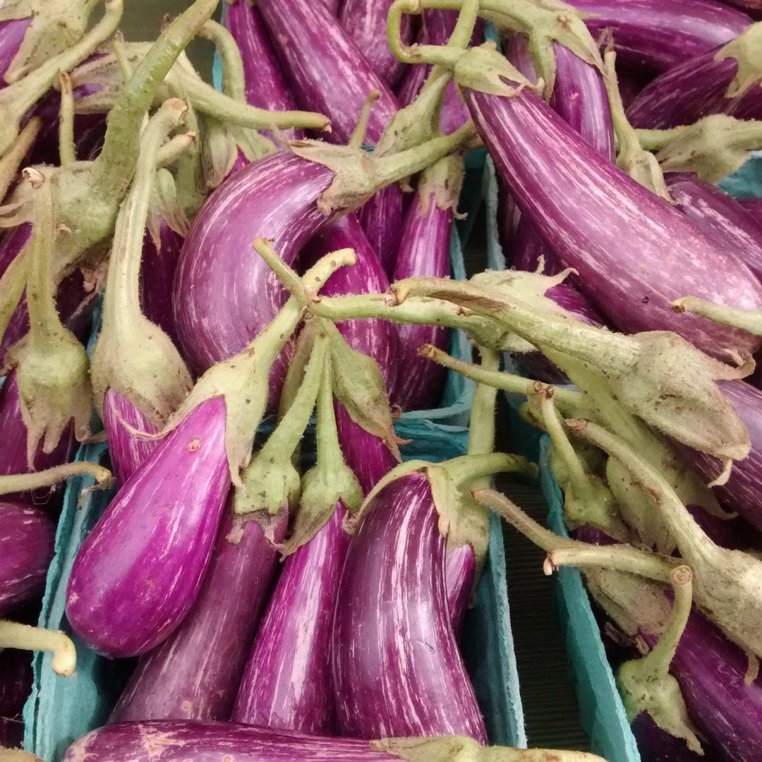 Solanum melongena 'Fairy Tale' ~ Fairy Tale Eggplant - Delivered By ServeScape