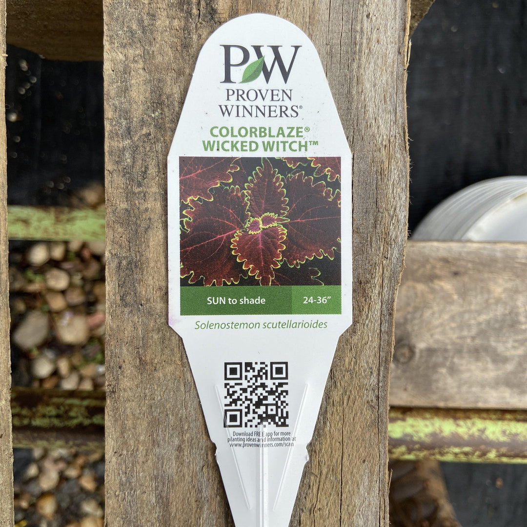 Solenostemon scutellariodes ~ ColorBlaze® Wicked Witch™ Coleus - Delivered By ServeScape
