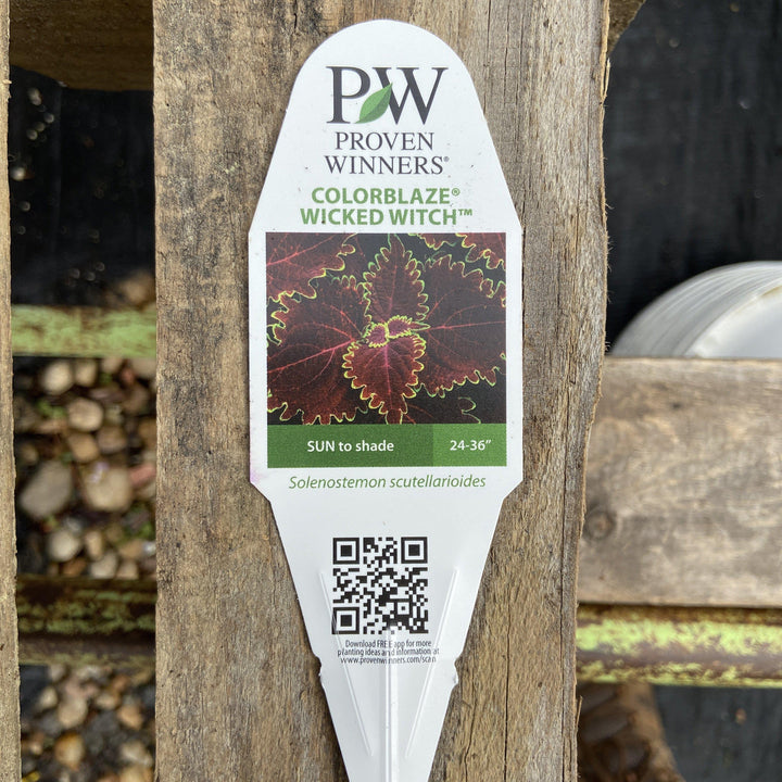 Solenostemon scutellariodes ~ ColorBlaze® Wicked Witch™ Coleus - Delivered By ServeScape