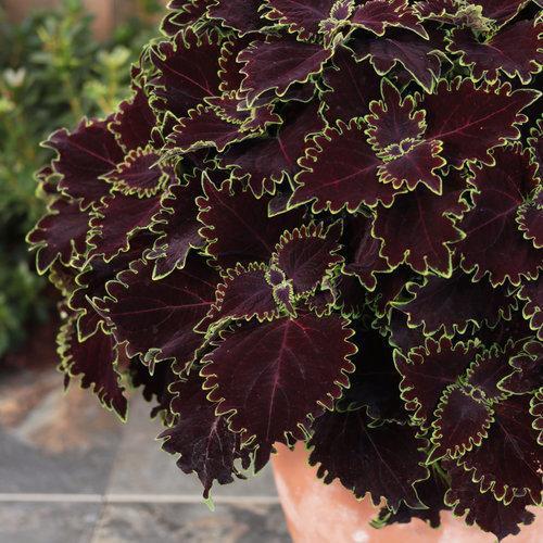 Solenostemon scutellariodes 'Wicked Witch' ~ ColorBlaze® Wicked Witch™ Coleus-ServeScape