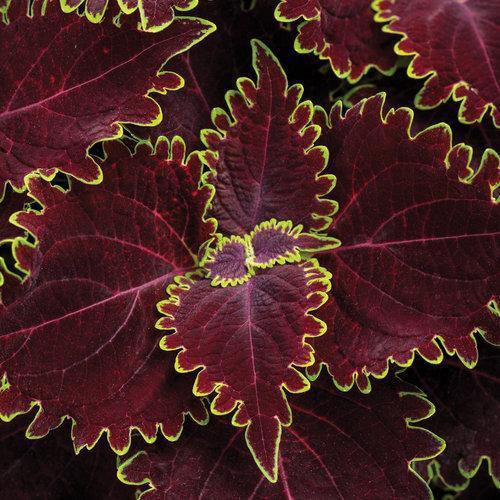 Solenostemon scutellariodes 'Wicked Witch' ~ ColorBlaze® Wicked Witch™ Coleus-ServeScape