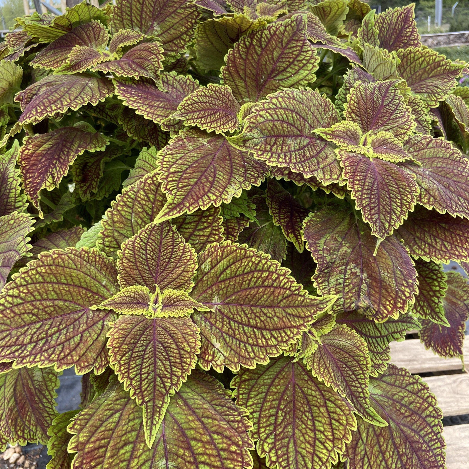 Solenostemon scutellarioides ~ ColorBlaze® Golden Dreams™ Coleus - Delivered By ServeScape