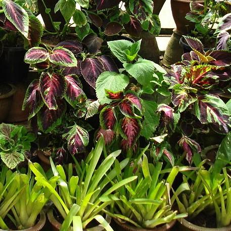 Solenostemon scutellarioides 'Kakegawa CE12' ~ Kong® Rose Coleus-ServeScape