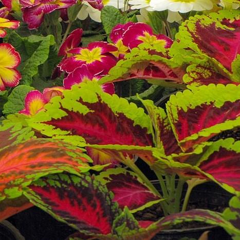 Solenostemon scutellarioides 'Kakegawa CE12' ~ Kong® Rose Coleus-ServeScape
