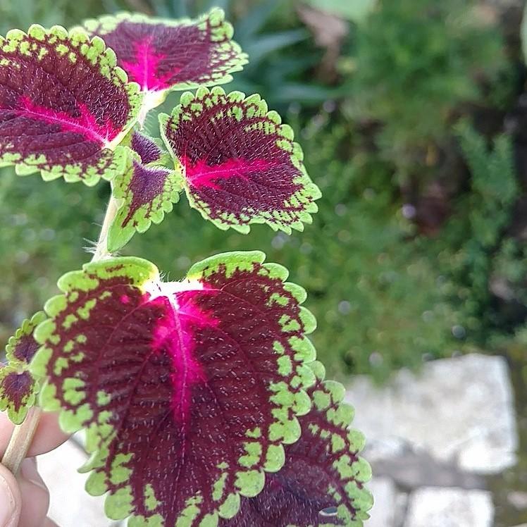 Solenostemon scutellarioides 'Kakegawa CE14' ~ Kong® Rose Coleus-ServeScape