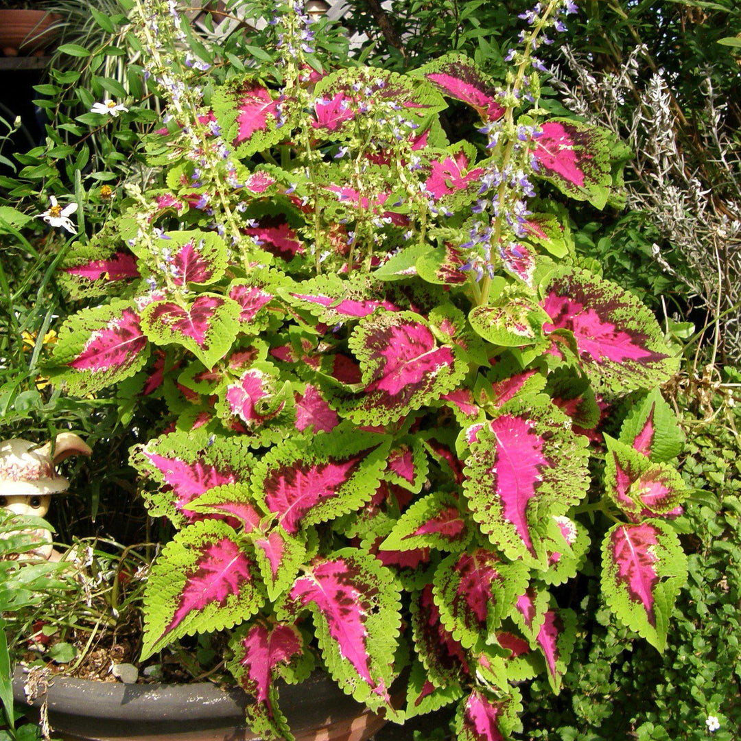 Solenostemon scutellarioides 'Kakegawa CE14' ~ Kong® Rose Coleus-ServeScape