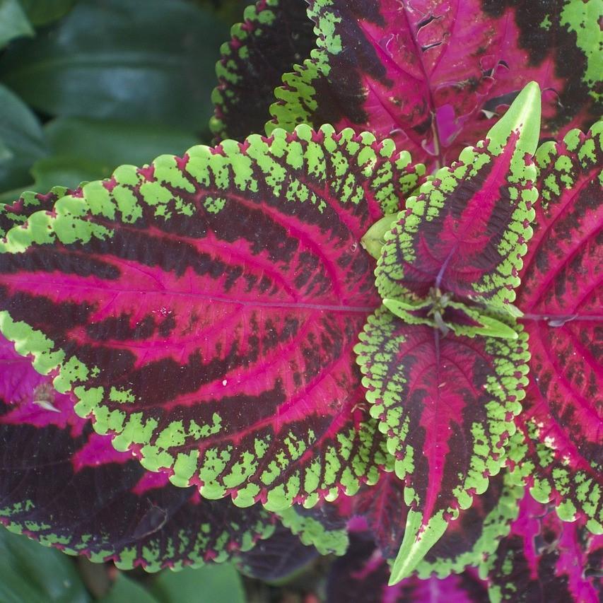 Solenostemon scutellarioides 'Kakegawa CE14' ~ Kong® Rose Coleus-ServeScape