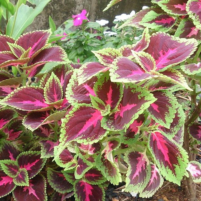 Solenostemon scutellarioides 'Kakegawa CE14' ~ Kong® Rose Coleus-ServeScape