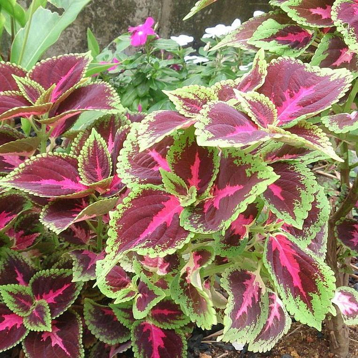 Solenostemon scutellarioides 'Kakegawa CE14' ~ Kong® Rose Coleus-ServeScape