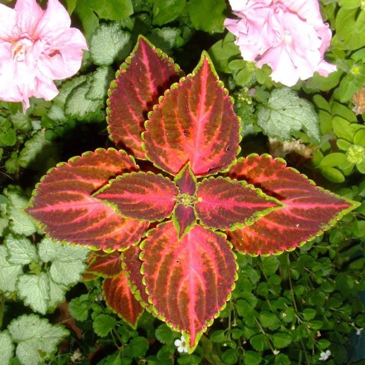 Solenostemon scutellarioides 'SAKCOL017' ~ Kong® Salmon Pink Coleus-ServeScape