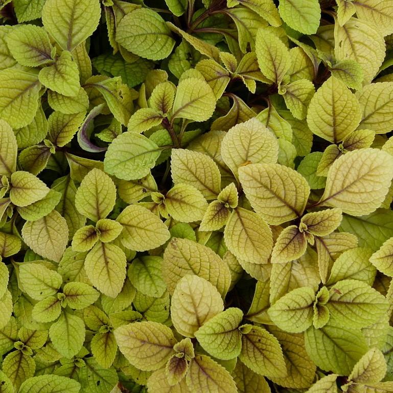 Solenostemon scutellarioides 'Stained Glassworks Big Blonde' ~ Stained Glassworks™ Big Blonde Coleus-ServeScape