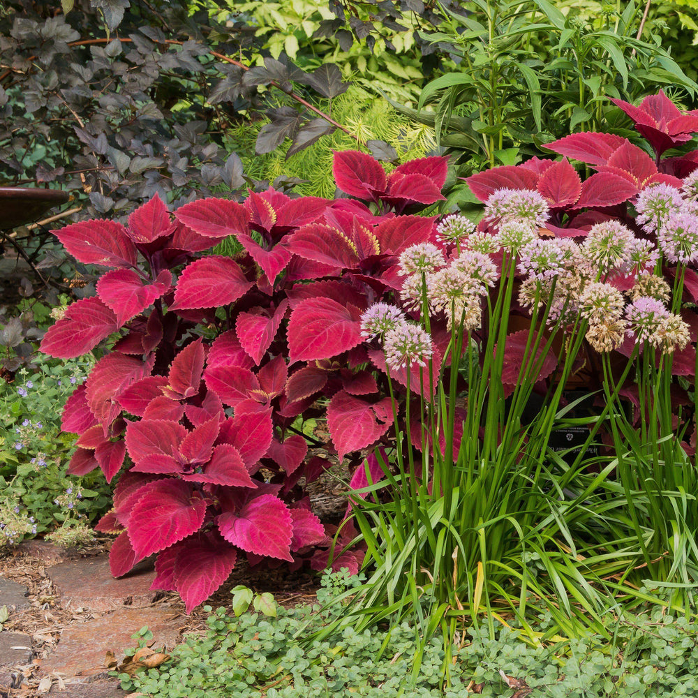 Solenostemon scutellarioides 'UF0646' ~ Redhead Coleus-ServeScape