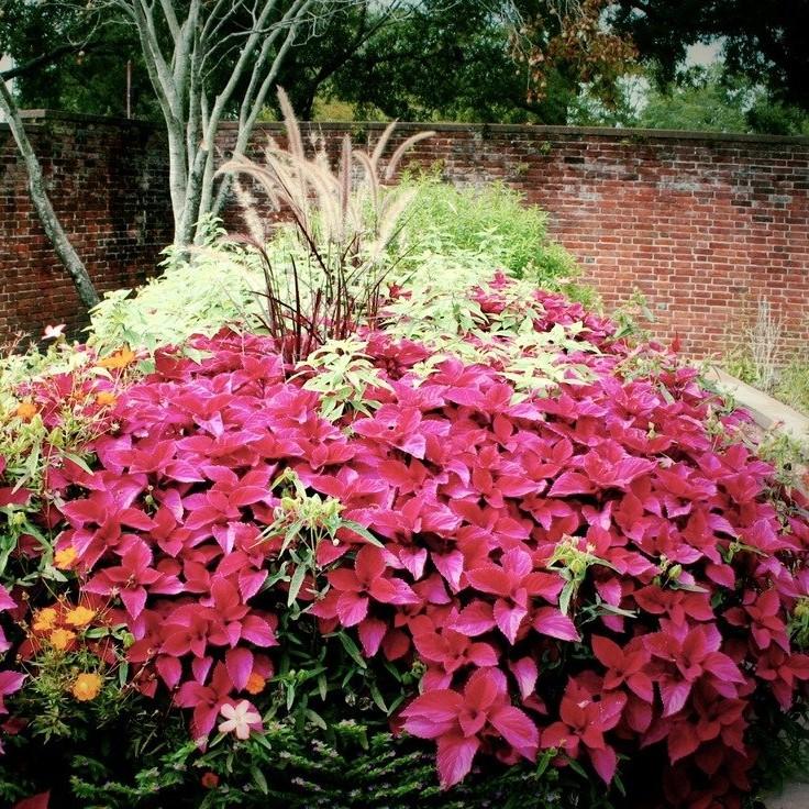 Solenostemon scutellarioides 'UF0646' ~ Redhead Coleus-ServeScape