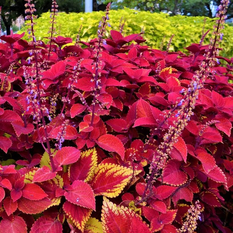 Solenostemon scutellarioides 'UF0646' ~ Redhead Coleus-ServeScape