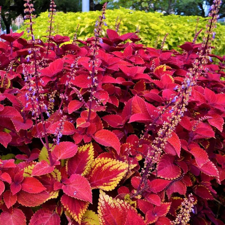 Solenostemon scutellarioides 'UF0646' ~ Redhead Coleus-ServeScape