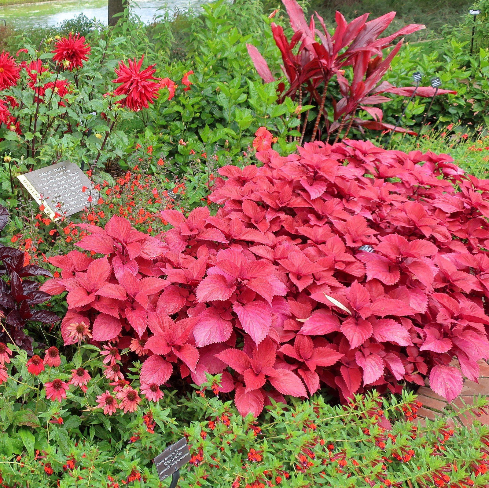 Solenostemon scutellarioides 'UF0646' ~ Redhead Coleus-ServeScape