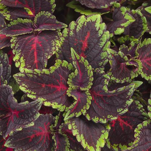 Solenostemon scutellarioides ‘torchlight’ ~ ColorBlaze® Torchlight™ Coleus-ServeScape