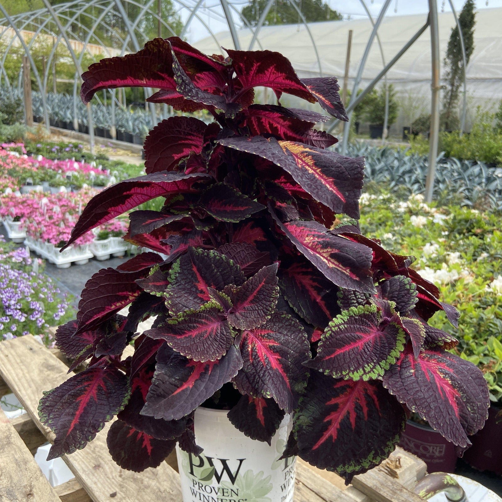 Solenostemon scutellarioides ‘colorblaze torchlight’ ~ Coleus - Delivered By ServeScape