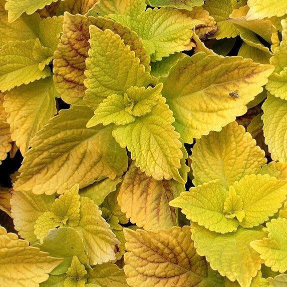 Solenostemon scutellarioides ‘Gold Lace’ ~ Gold Lace Coleus-ServeScape