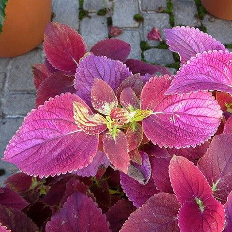 Solenostemon scutellarioides ‘Alabama’ ~ Alabama Coleus-ServeScape