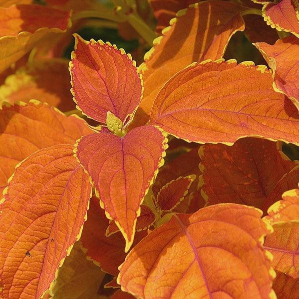 Solenostemon scutellarioides 'Rustic Orange’ ~ Rustic Orange Coleus-ServeScape