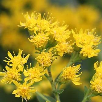 Solidago 'Dansolitlem' ~ Little Lemon Goldenrod - Delivered By ServeScape