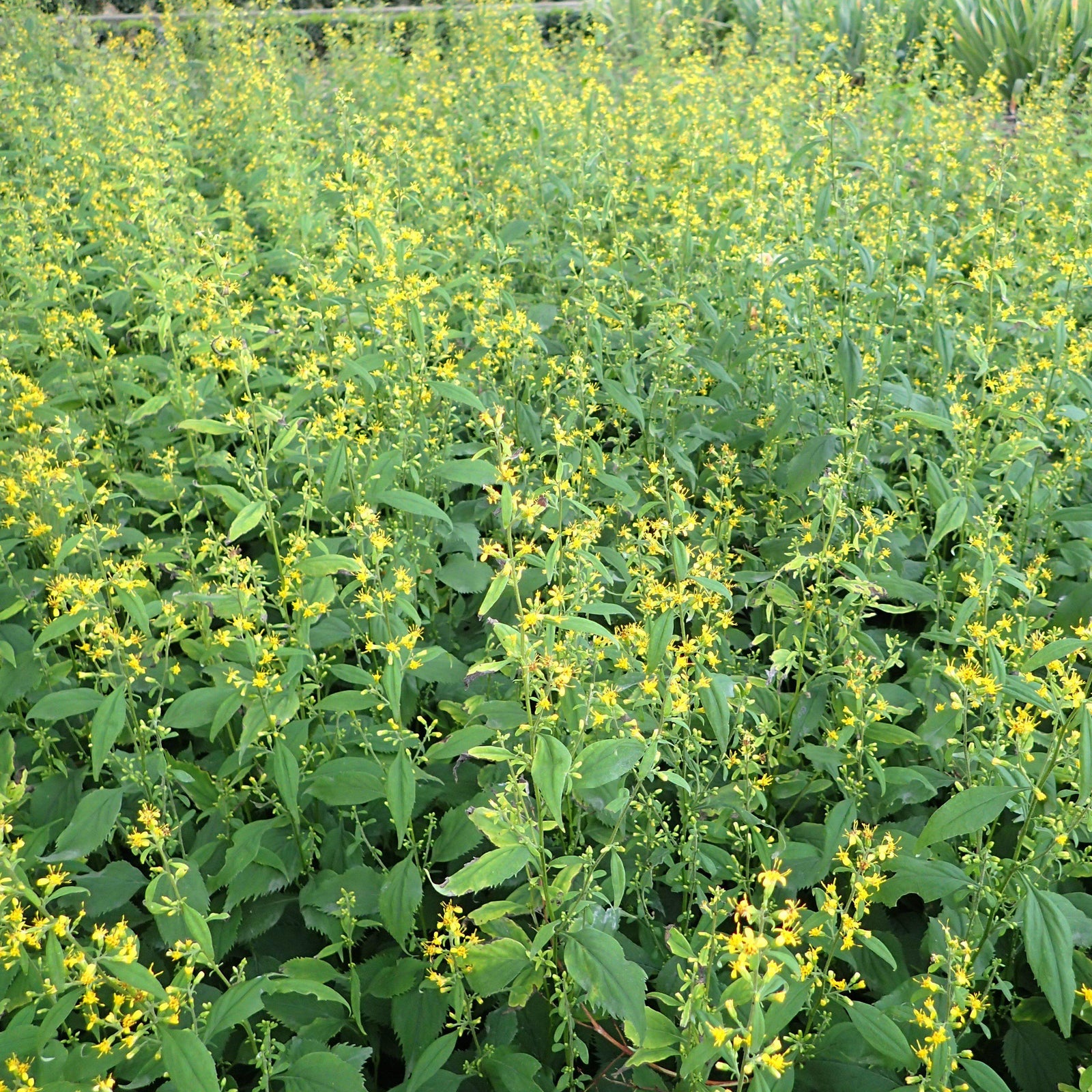 Solidago flexicaulis ~ Zig-zag Goldenrod, Broadleaf Goldenrod-ServeScape
