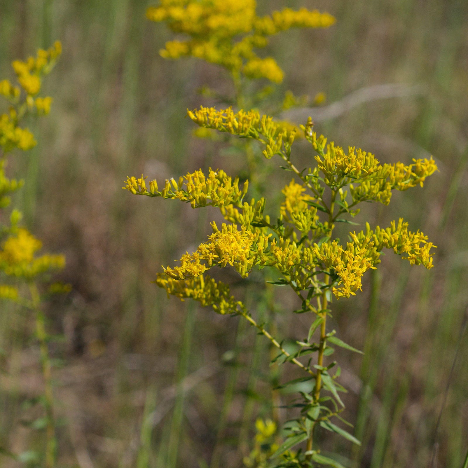 Solidago odora ~ Anise Scented Goldenrod - Delivered By ServeScape