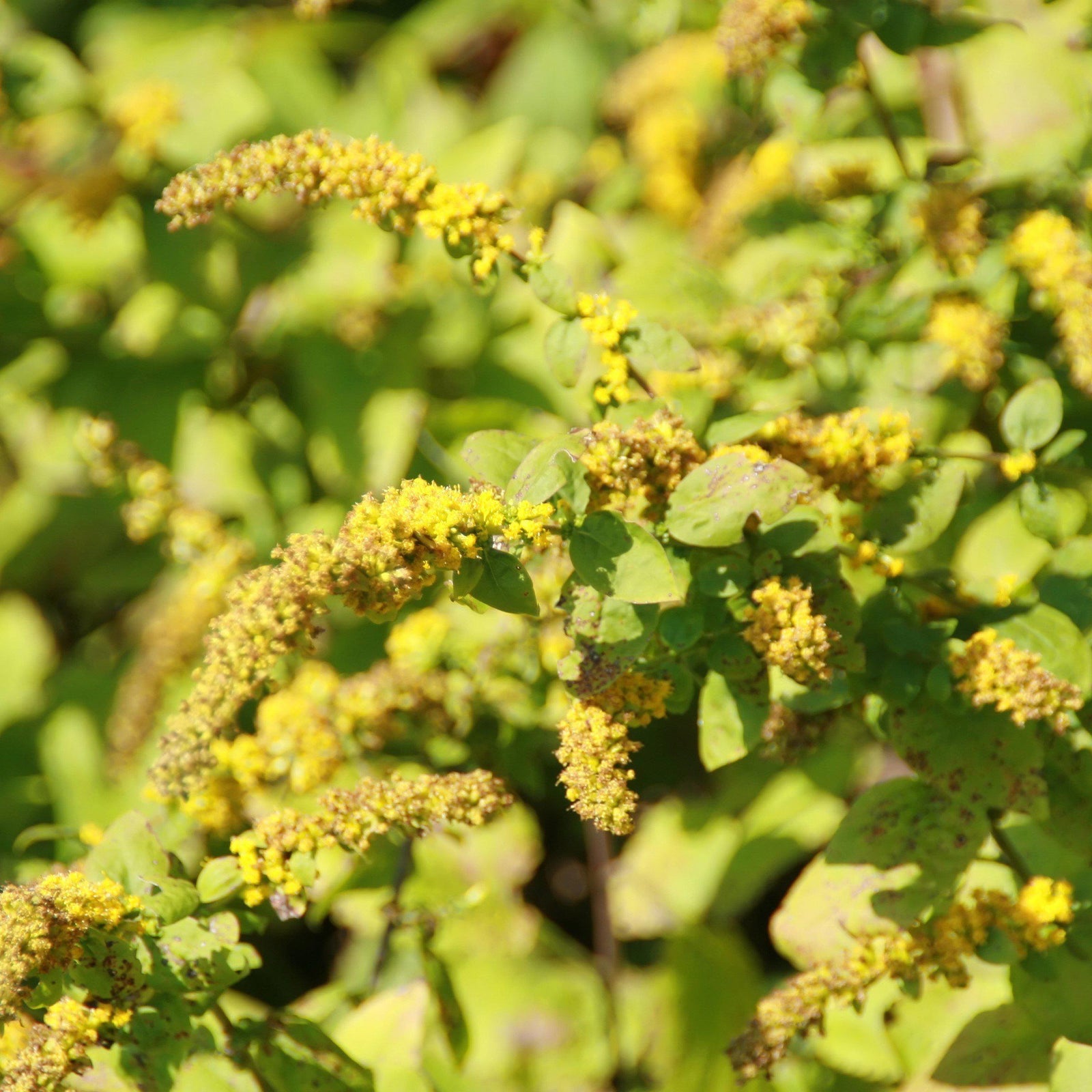 Solidago sphacelata 'Golden Fleece' ~ Golden Fleece Autumn Goldenrod-ServeScape
